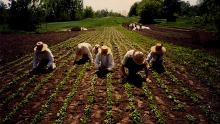 weeding spinach