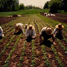 weeding spinach