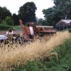 Man using old tractor to combine rye